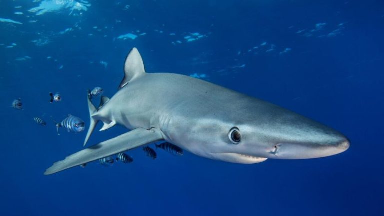 Avistamiento de una cría de tiburón azul sorprende a bañistas en Sanlúcar de Barrameda