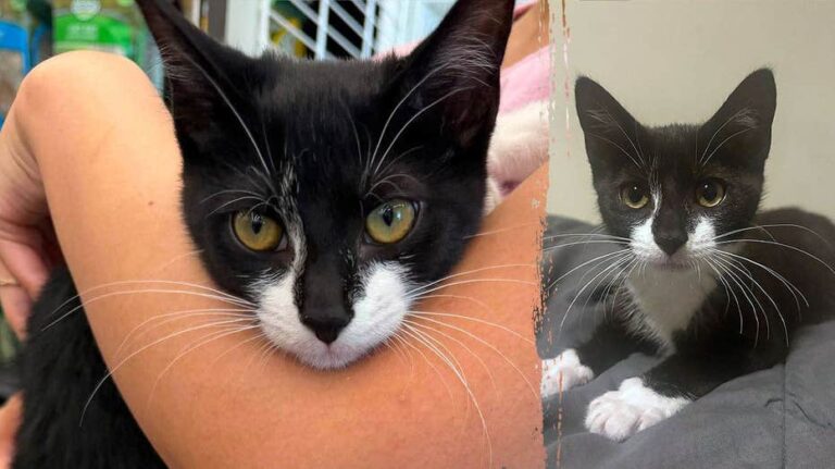 Hombre intenta robo en banco usando un gatito como distracción en Maryland