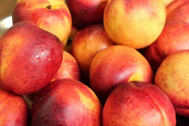Agricultor en California regala 45,000 kilos de nectarinas por disputa legal y evita desperdicio