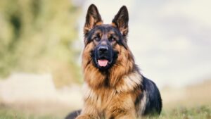 Pastor alemán y Labrador, entre las razas favoritas de perros en España en 2026