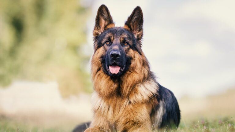 Pastor alemán y Labrador, entre las razas favoritas de perros en España en 2026