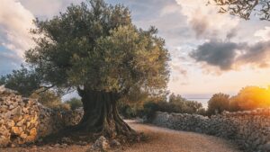 Un olivo de casi 2.000 años en Tarragona sigue produciendo aceite tras casi dos milenios