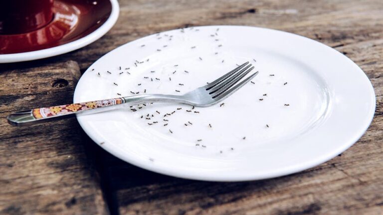 Chef con estrella Michelin enfrenta cárcel en Corea por servir hormigas en sus platos