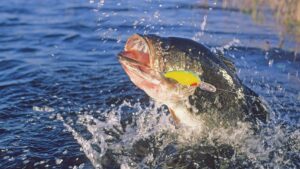 Dos aficionados competirán con profesionales en el torneo de pesca The Champions con premio récord de $3.25 millones
