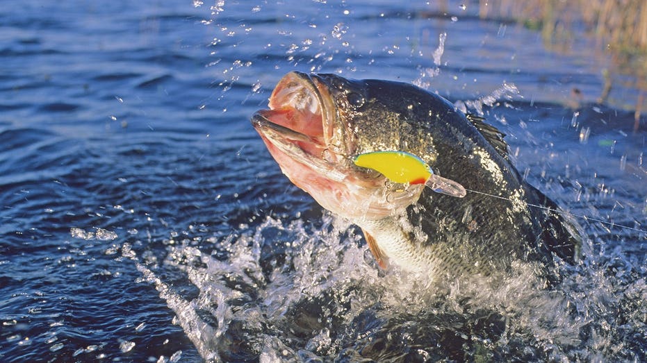 Dos aficionados competirán con profesionales en el torneo de pesca The Champions con premio récord de $3.25 millones