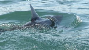 Incremento en avistamientos de tiburones cerca de las playas en EE.UU. durante el fin de semana del 4 de julio