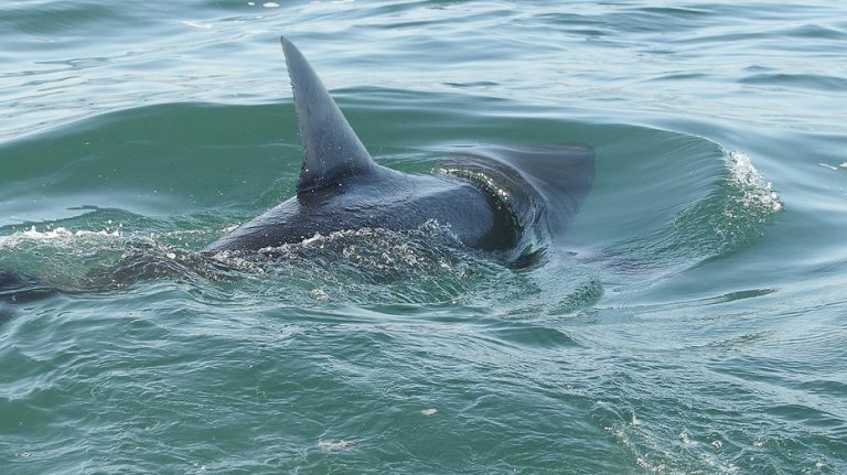 Incremento en avistamientos de tiburones cerca de las playas en EE.UU. durante el fin de semana del 4 de julio