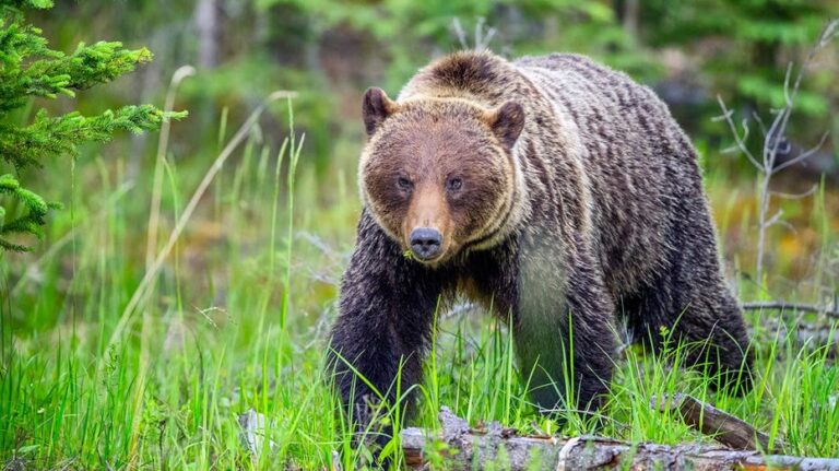 Caminantes enfrentan multa de hasta 25,000 dólares por permitir que su perro sin correa ladrara a un oso gris en Parque Nacional Banff