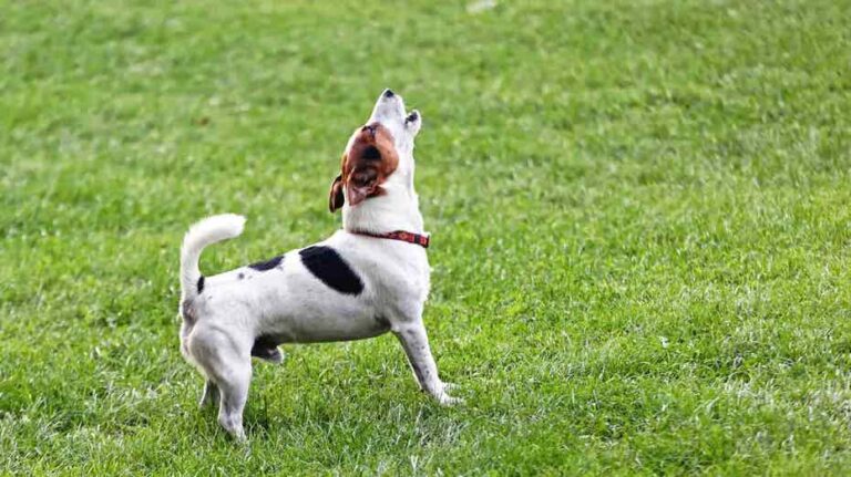 ¿Cuándo es adecuado adoptar un nuevo perro tras la pérdida de una mascota?