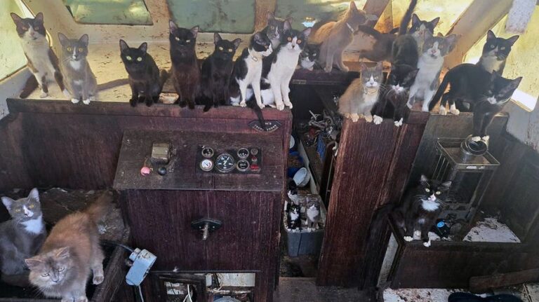 Rescatan 60 gatos y gatitos de un velero abandonado en playa de Washington tras operación de seis días