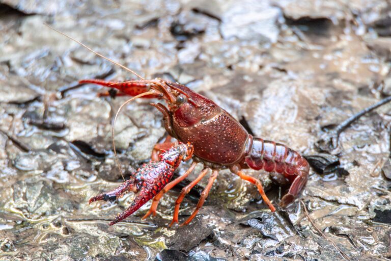 La invasión del cangrejo rojo americano en el Guadalquivir cumple 50 años y ya no tiene solución