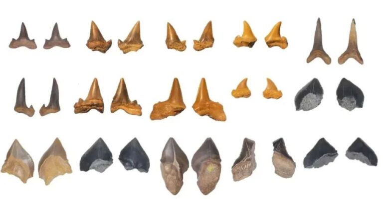 Descubren en Egipto un antiguo cementerio de tiburones de hace más de 70 millones de años