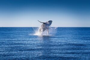 Especies que evitaron la extinción y aumentan sus poblaciones en el mundo