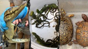 Encuentran 69 animales vivos ocultos en un auto en la frontera entre México y EE. UU.
