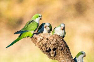 Cotorras argentinas en España: de mascotas exóticas a plaga urbana y agrícola
