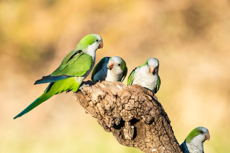 Cotorras argentinas en España: de mascotas exóticas a plaga urbana y agrícola