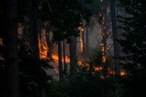 Incendios forestales en Madrid y otras regiones de España: alerta máxima ante ola de calor