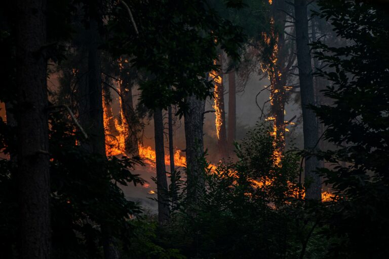 Incendios forestales en Madrid y otras regiones de España: alerta máxima ante ola de calor