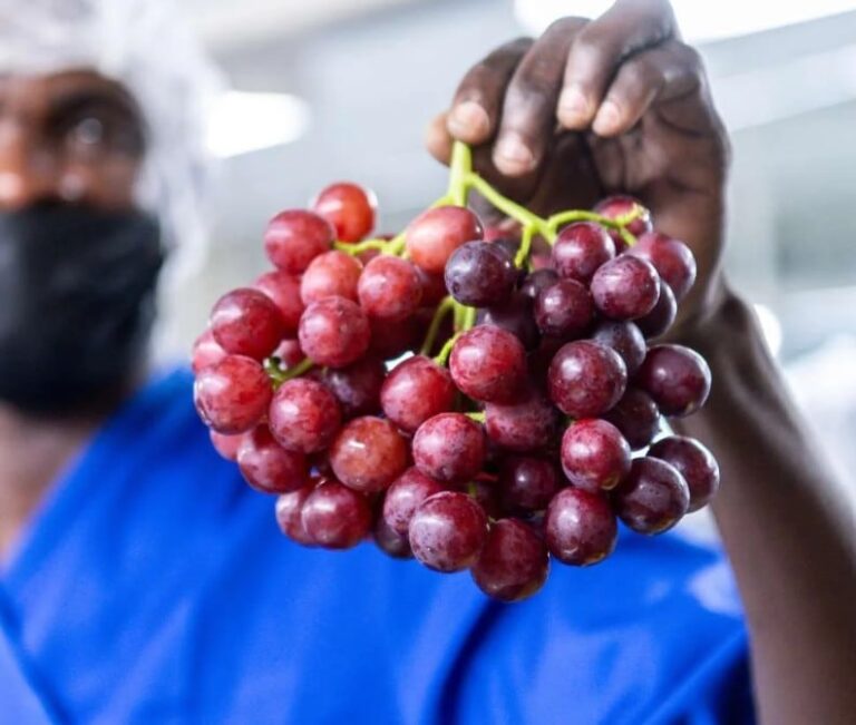 Namibia transforma su árido desierto en un importante exportador de uvas para Europa