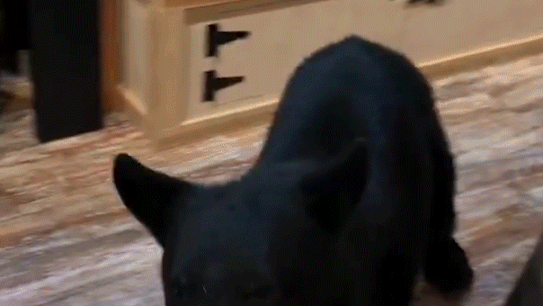 Oso irrumpe en tienda de té en Gatlinburg durante celebración de aniversario