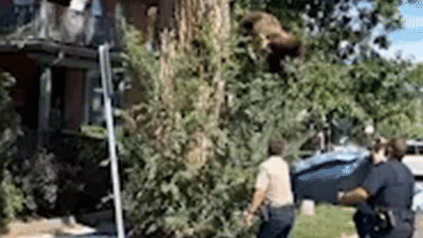Joven oso negro cae de un árbol en Denver tras ser sedado por agentes de vida silvestre
