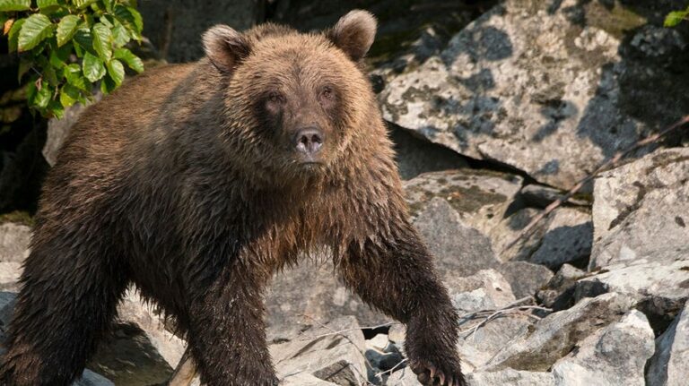 Corredora en Alaska hospitalizada tras repeler ataque de oso pardo con spray antipredadores