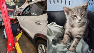 Gatito rescatado tras viajar atrapado bajo un automóvil desde Nueva Jersey a Georgia