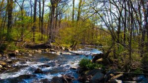 Parque estatal en Maryland cierra parcialmente tras ataques de castores rabiosos a adolescentes