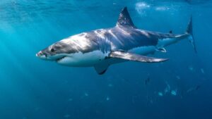 Expertos detallan seis consejos para reducir riesgos de mordeduras de tiburón en verano