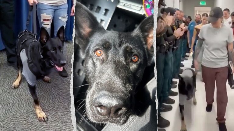 Ace, el perro policía de Florida, regresa a la oficina tras perder una pierna protegiendo a sus compañeros