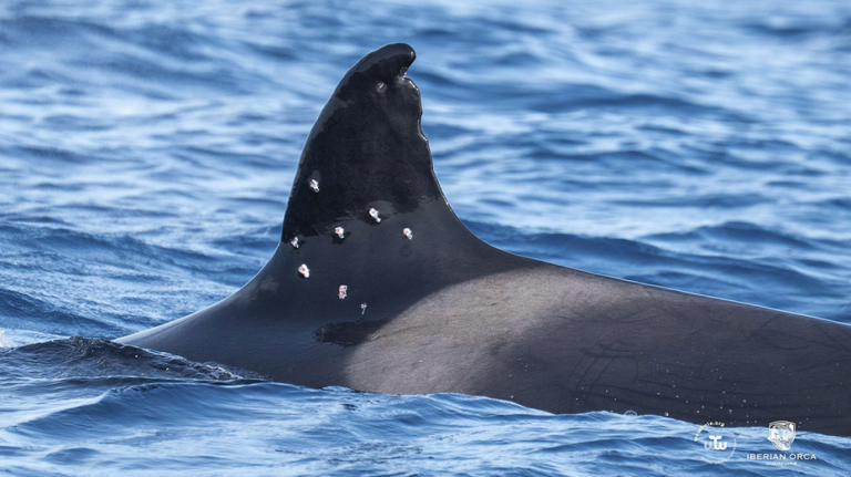 Investigan heridas de posible disparo en Toñi, la orca más vieja del estrecho de Gibraltar