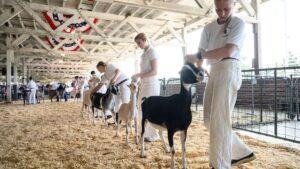 Autoridades de Carolina del Norte alertan por exposición a rabia tras contagio en cabritos de zoológico móvil