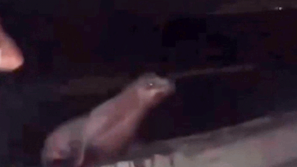 Joven de California se declara culpable por agredir a un león marino en La Jolla