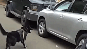 Policía usa K-9 para arrestar a conductor sospechoso de manejar ebrio tras 40 minutos de resistencia