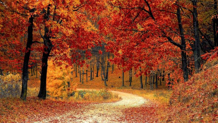 El otoño 2026 comenzará el 23 de septiembre a las 02:05 GMT en el hemisferio norte