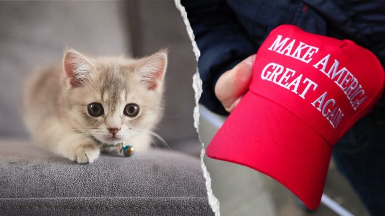 Rescate de gatitos en Nueva York defiende exclusión de seguidores MAGA en adopciones