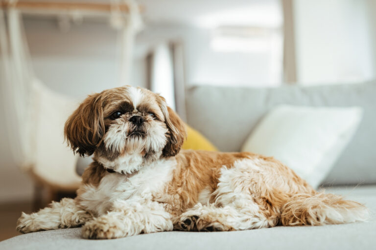 Las razas de perros más pequeñas que conquistan hogares en Estados Unidos