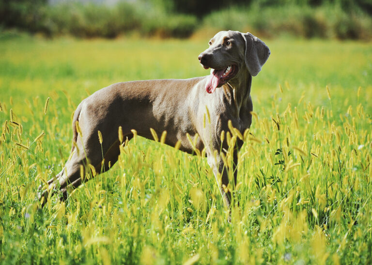 Estas son las razas de perros más inteligentes del mundo según un estudio reciente