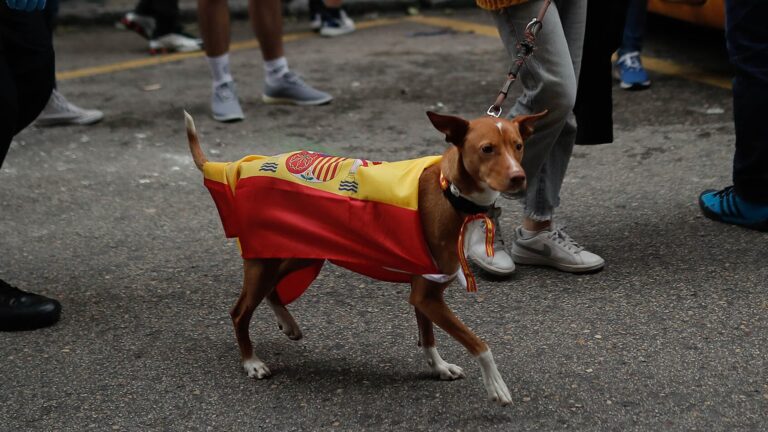 El significado psicológico de ponerle a tu perro un collar con la bandera nacional