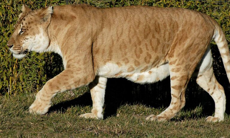Descubren las características del tigón, híbrido entre leona y tigre que solo existe en cautiverio