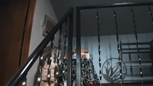 Bobcat irrumpe en casa de Washington y alarma a dueño que pensó en robo