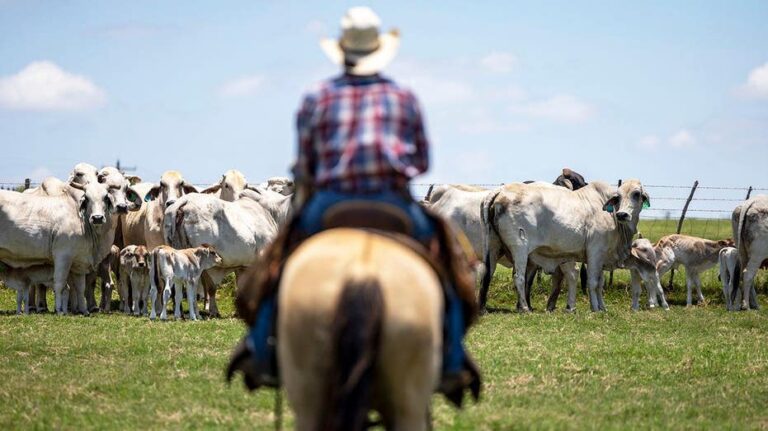 Republicanos critican decisión de Trump de aumentar importación de carne extranjera y sus efectos en su base