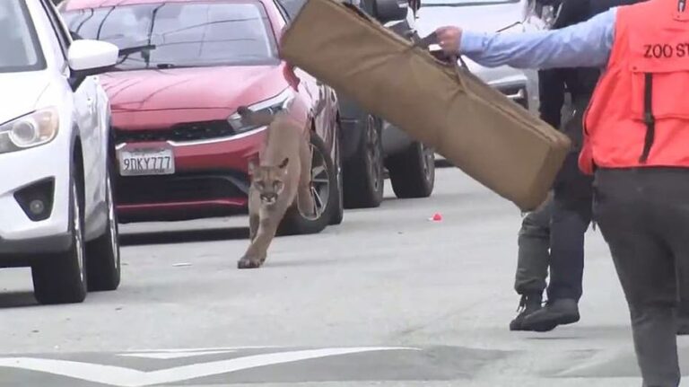 Puma captado en San Francisco tras evadir captura y luego liberado en la naturaleza