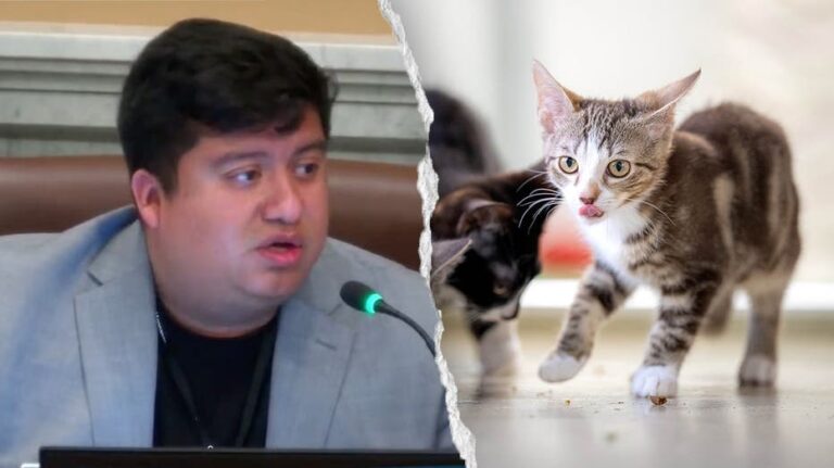 Concejal de Minneapolis genera polémica al afirmar que autos autónomos matan gatos